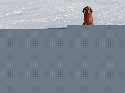 Rowdy and sleigh